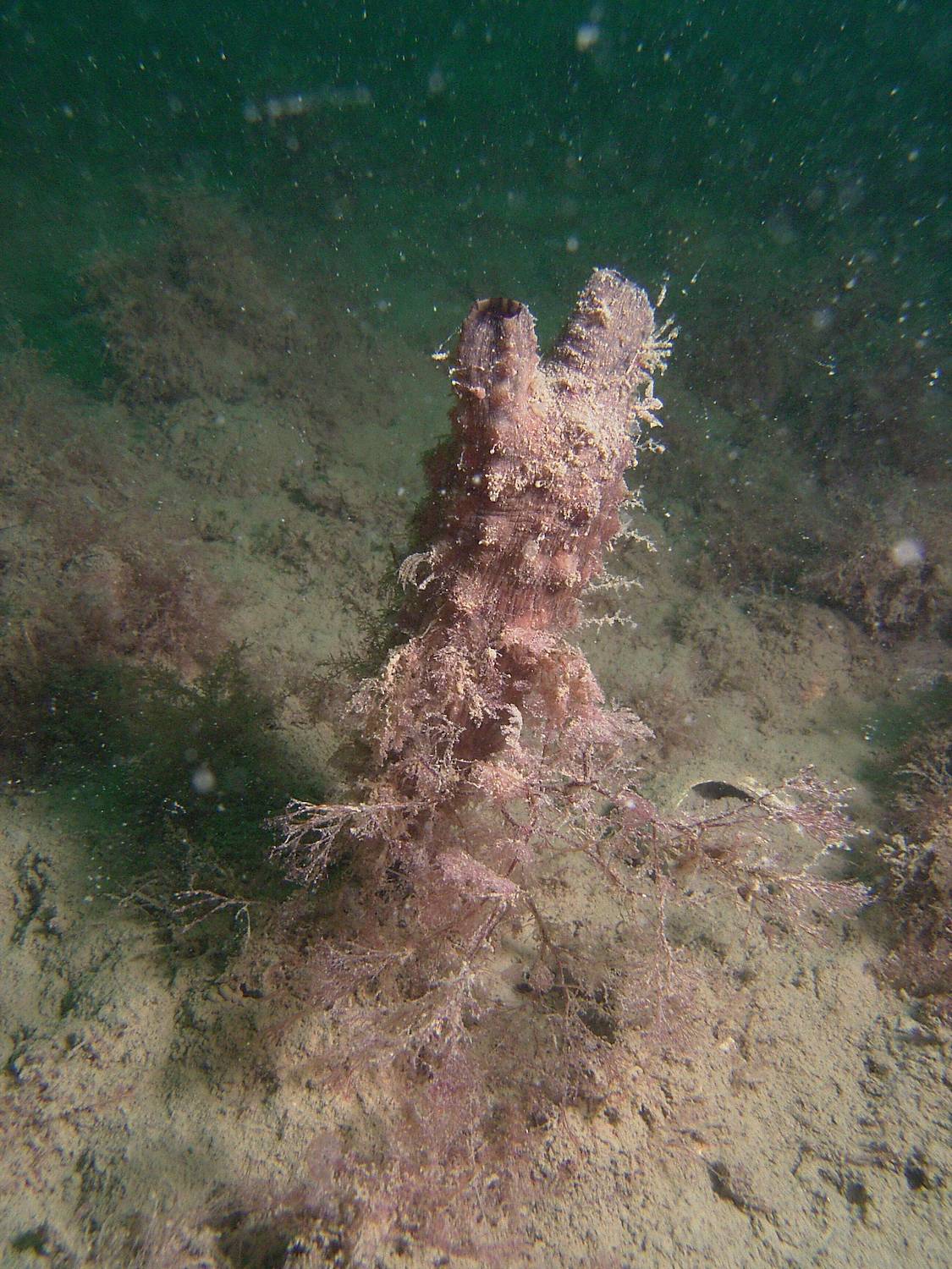 Leathery Sea Squirt